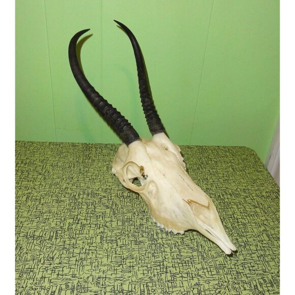 Real Springbok Skull taxidermy oddity curiosity goth gothic - Picture 9 of 16